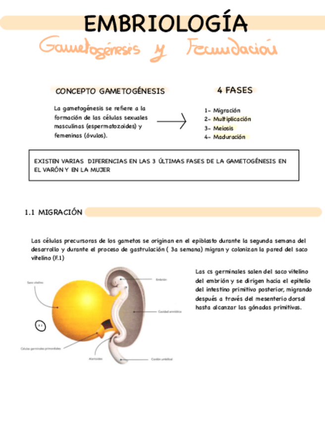 Miniatura del documento APUNTES-T-1-EMBRIOLOGIA.pdf