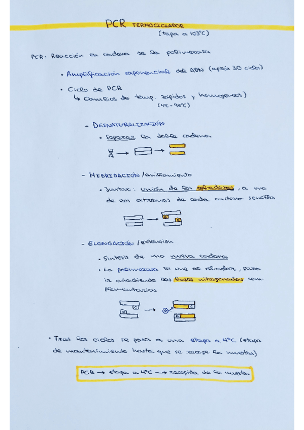 Miniatura del documento PCR.pdf