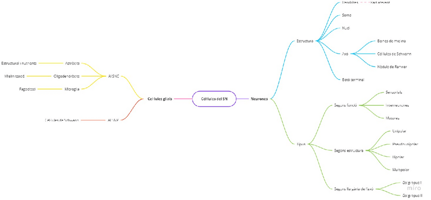 Miniatura del documento Mapa-mental-celulas-del-SN-conceptos.pdf