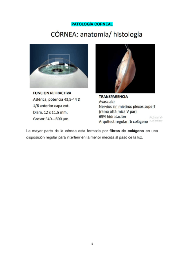 Miniatura del documento PATOLOGIA-CORNEAL.pdf