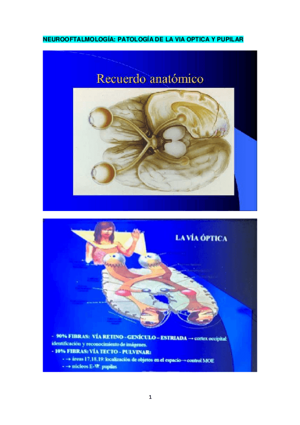 Miniatura del documento PATOLOGIA-DE-LA-VIA-OPTICA-Y-PUPILAR.pdf