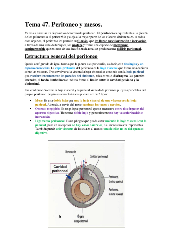 Miniatura del documento Tema 47. Peritoneo y mesos..pdf