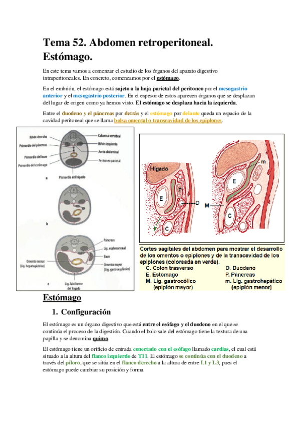 Miniatura del documento Tema 52. Abdomen retroperitoneal. Estómago..pdf