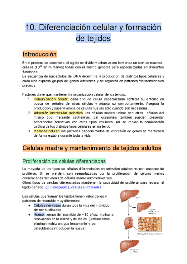 Miniatura del documento 10.-Diferenciacion-celular-y-formacion-de-tejidos.pdf
