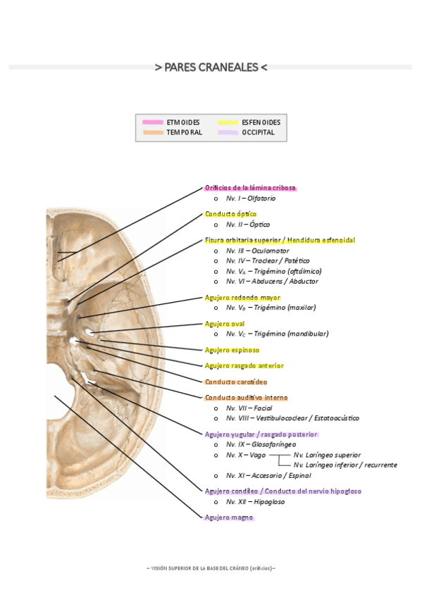 Miniatura del documento Pares craneales y orificios - NEUROLOGIA.pdf