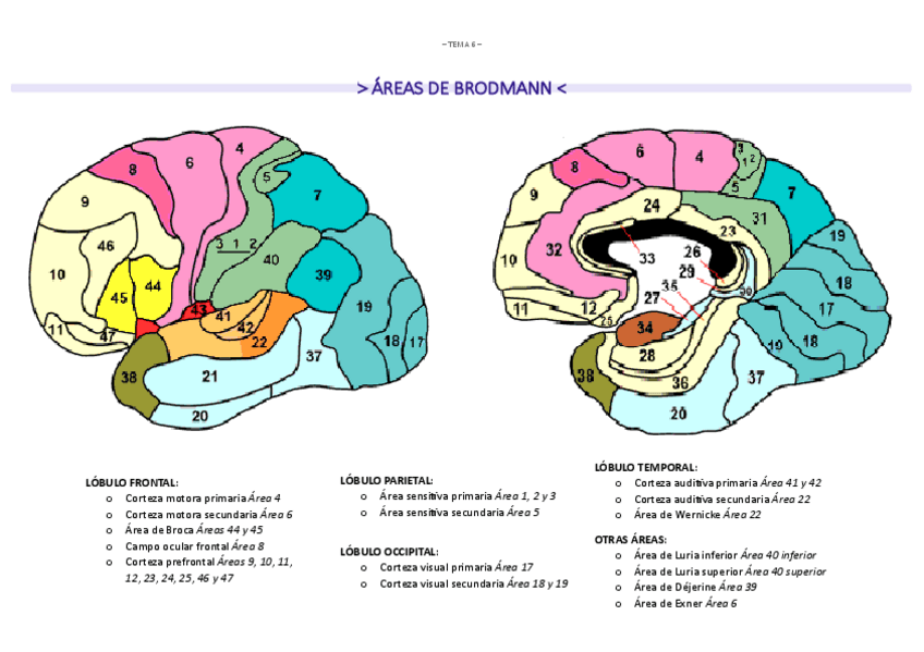 Miniatura del documento Areas de Brodmann - NEUROLOGIA.pdf