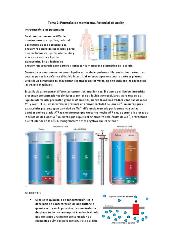 Miniatura del documento Tema-2.-Potenciales-de-membrana-y-de-accion..pdf