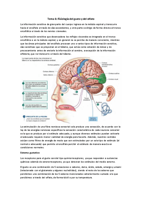 Miniatura del documento Tema-6.-Fisiologia-del-gusto-y-del-olfato..pdf