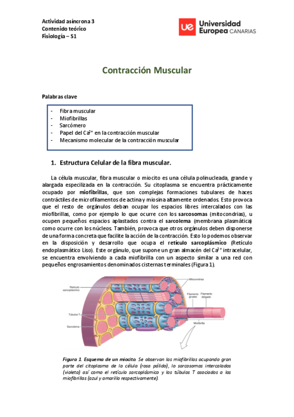 Miniatura del documento Contraccion-Muscular.pdf
