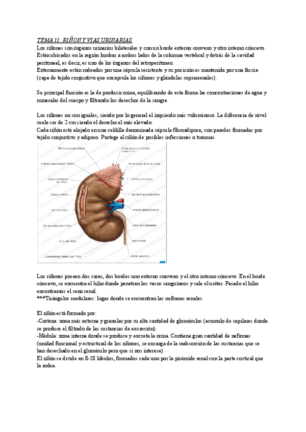 Miniatura del documento TEMA-11-Rinon.pdf