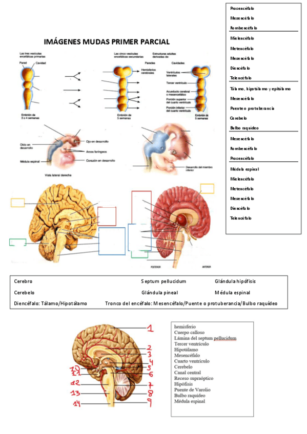 Miniatura del documento IMAGENES-MUDAS-PRIMER-PARCIAL-COMPLETO.pdf