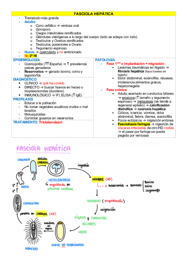 Miniatura del documento Fasciola-Hepatica-y-Schistosoma.pdf