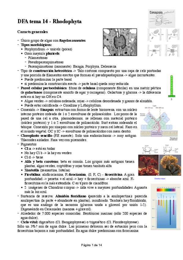 Miniatura del documento DFA-T12-Rhodophyta.pdf