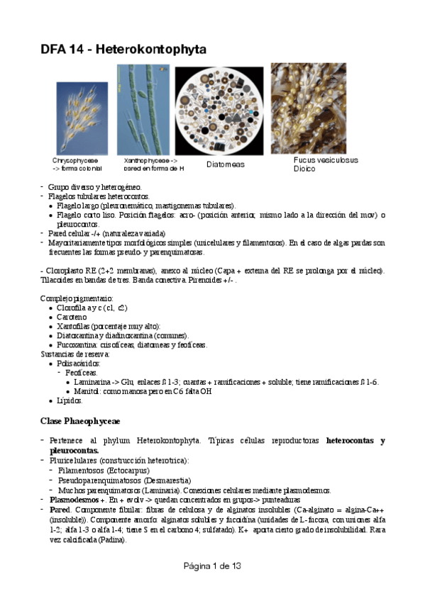 Miniatura del documento DFA-tema-14-Heterokontophyta.pdf