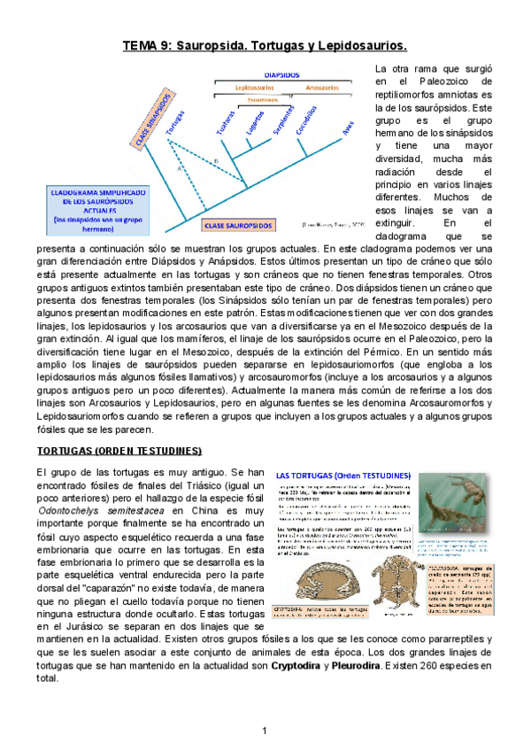 Miniatura del documento TEMA-9-Sauropsida-tortugas-y-lepidosaurios.docx.pdf