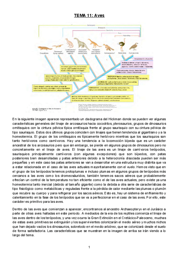 Miniatura del documento Tema-11-Aves.docx.pdf