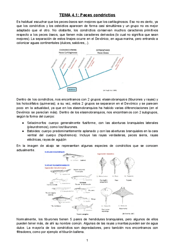 Miniatura del documento Tema-4.1-Peces-condrictios.docx.pdf