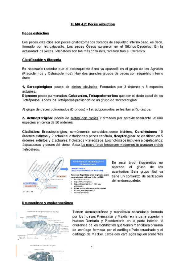 Miniatura del documento TEMA-4.2-Peces-oseos.pdf