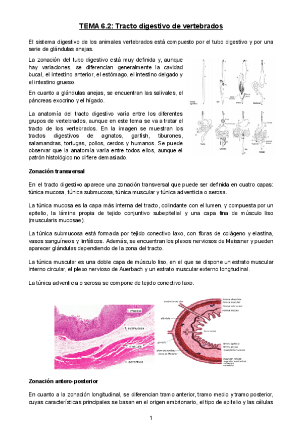 Miniatura del documento TEMA-6.pdf