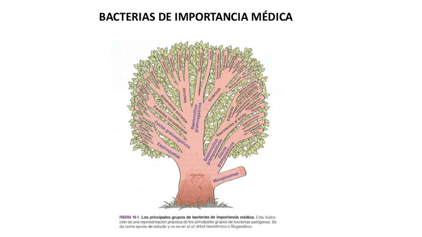 Miniatura del documento Modulo-2-fase-2-y-3.pdf