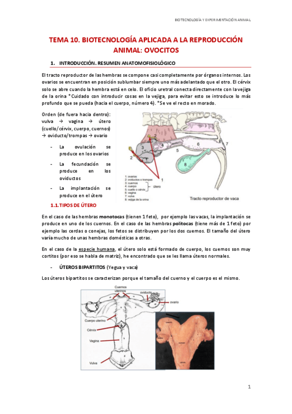 Miniatura del documento T10.-Biotecnologia-aplicada-a-la-reproduccion.-Ovocitos.pdf