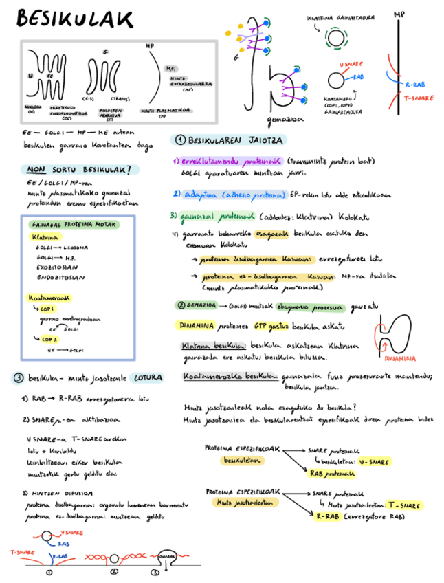 Miniatura del documento BIOZEL-garraio-besikularra-seinalizazioa-eta-fusioa.pdf