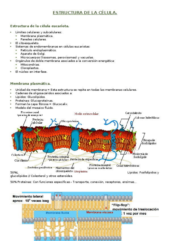 Miniatura del documento Estructura-de-la-celula.docx