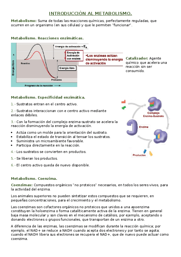 Miniatura del documento Introduccion-al-metabolismo.docx
