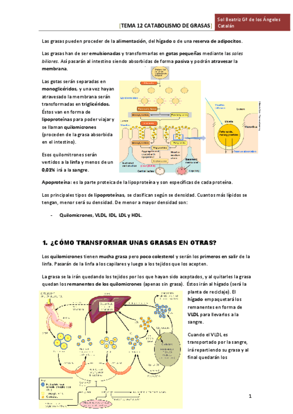 Miniatura del documento TEMA 12 CATABOLISMO DE GRASAS.pdf