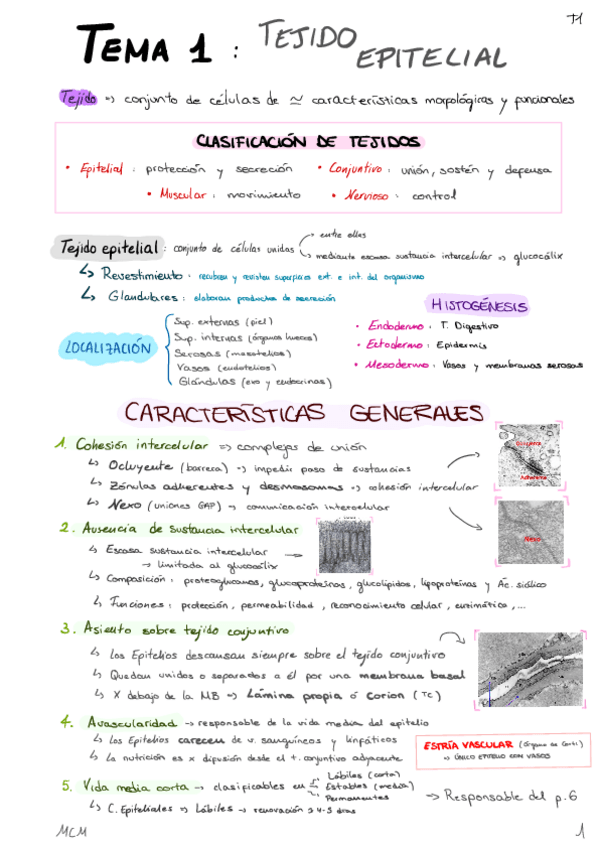 Miniatura del documento T1-Tejido-Epitelial.pdf