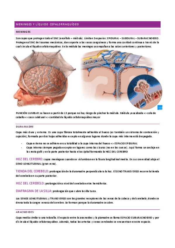 Miniatura del documento ANATOMÍA I - meninges y líquido cefalorraquídeo.pdf
