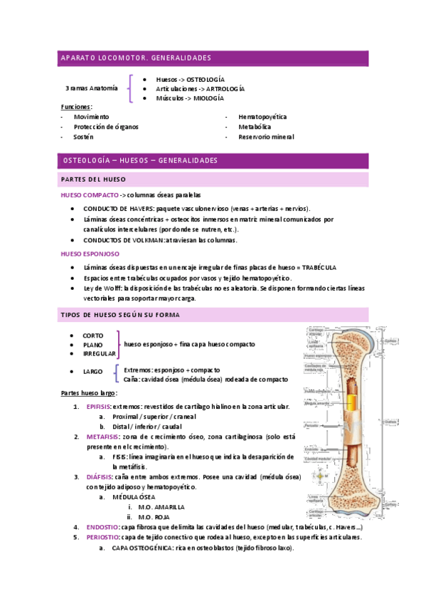 Miniatura del documento ANATOMÍA I - generalidades aparato locomotor (osteología, artrología, miología).pdf