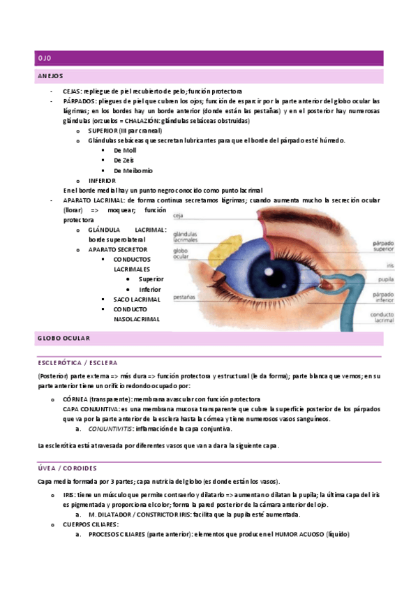 Miniatura del documento ANATOMÍA I - ojo.pdf