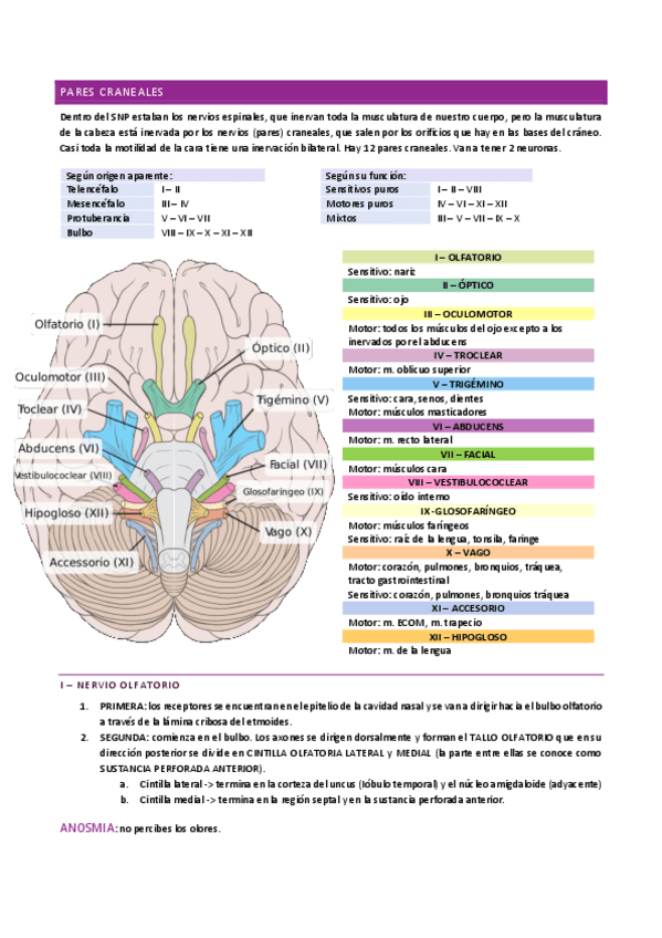 Miniatura del documento ANATOMÍA I - pares craneales.pdf