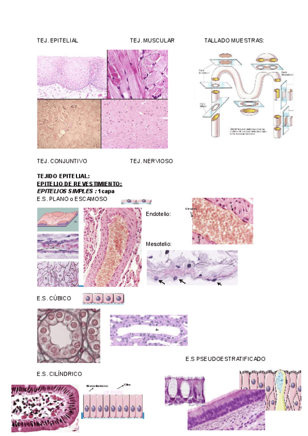 Miniatura del documento REPASO-TEJIDOS-HISTOLOGIA-FOTOS--NOMBRES.pdf