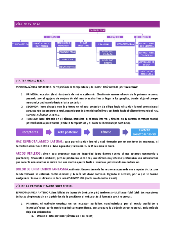 Miniatura del documento ANATOMIA-I-vias-nerviosas.pdf