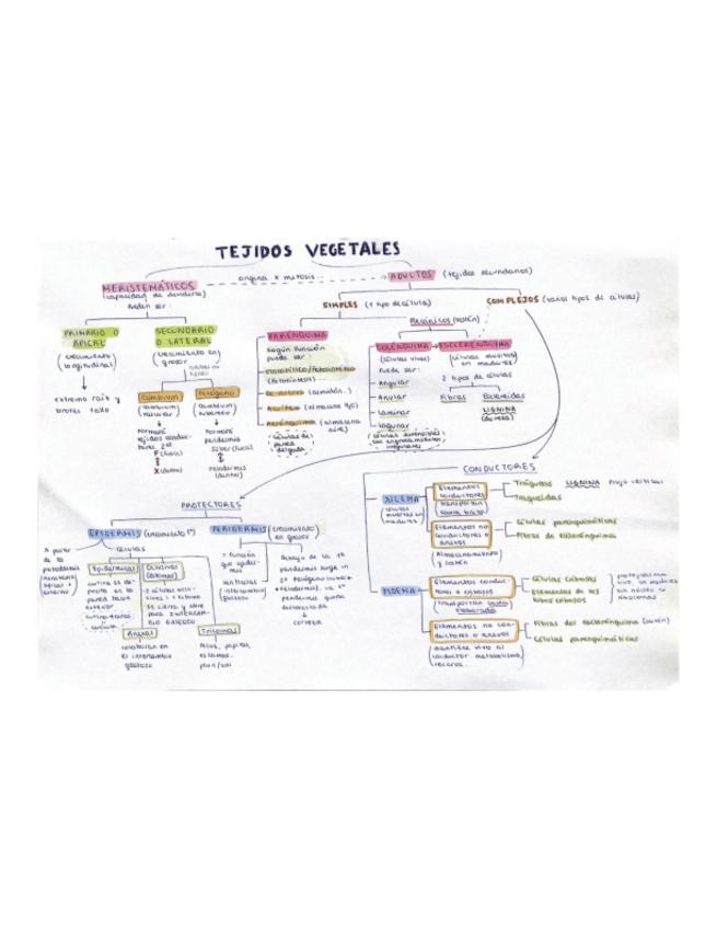 Miniatura del documento Mapa-conceptual-tejidos-muy-aclaratorio.pdf