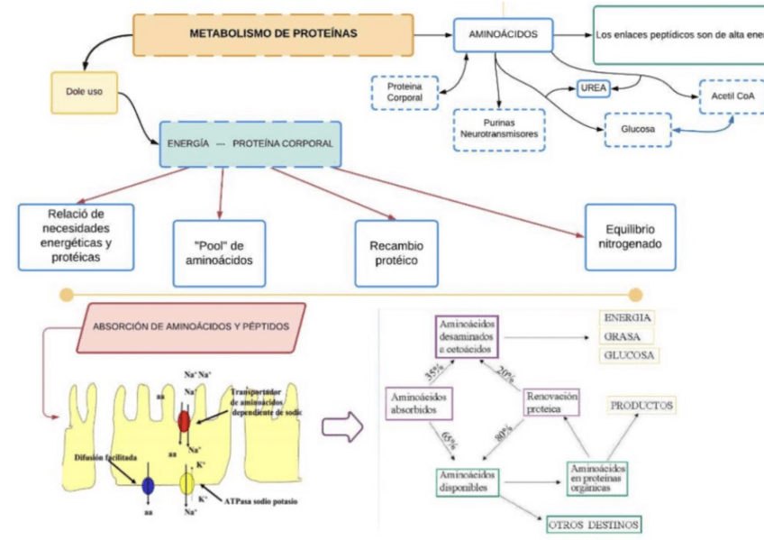 Miniatura del documento Metabolismo-De-Proteina.pdf