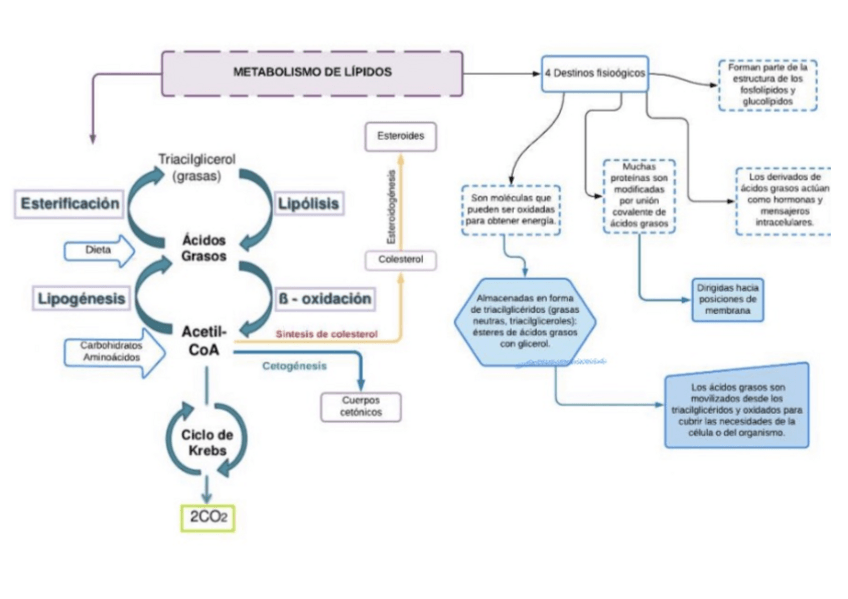 Miniatura del documento Metabolismo-De-Lipidos.pdf