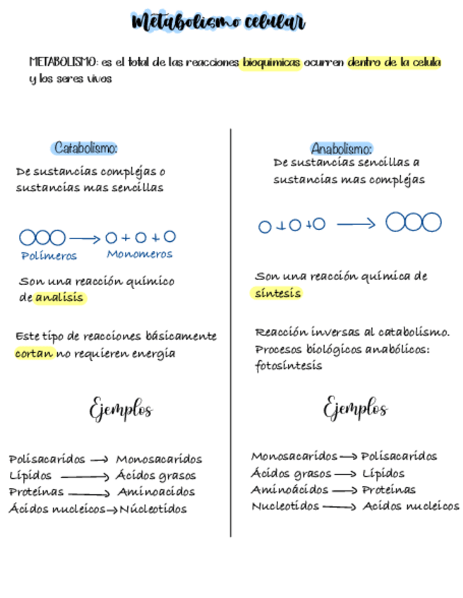 Miniatura del documento Metabolismo-Celular.pdf