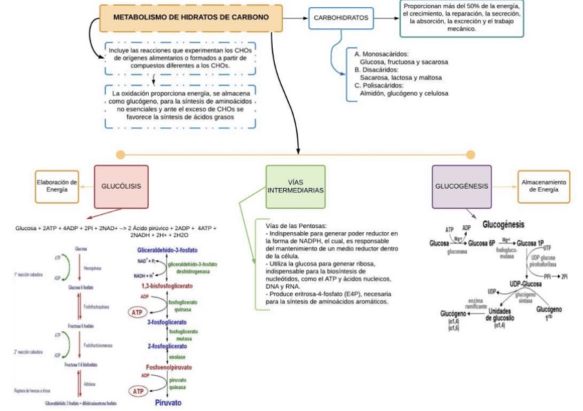 Miniatura del documento Metabolismo-De-Carbohidratos.pdf