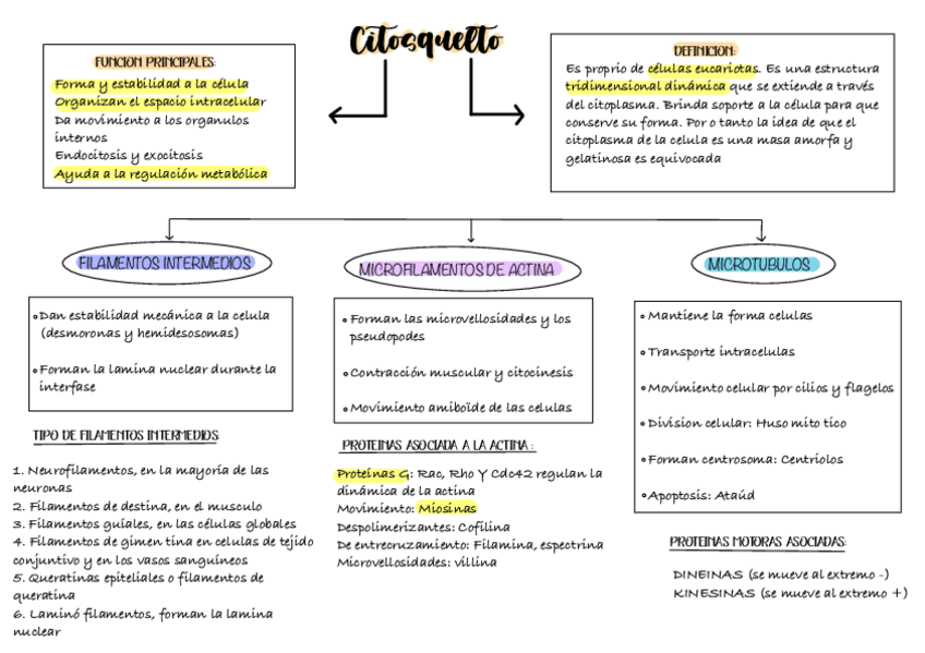 Miniatura del documento Citosqueleto.pdf
