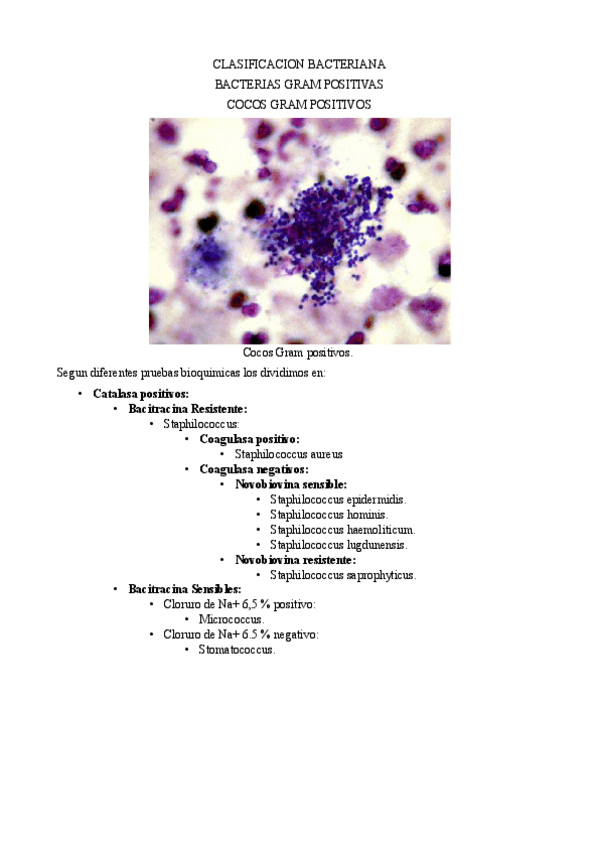 Miniatura del documento ClasificacionBacteriasIMPRIMIDO.pdf