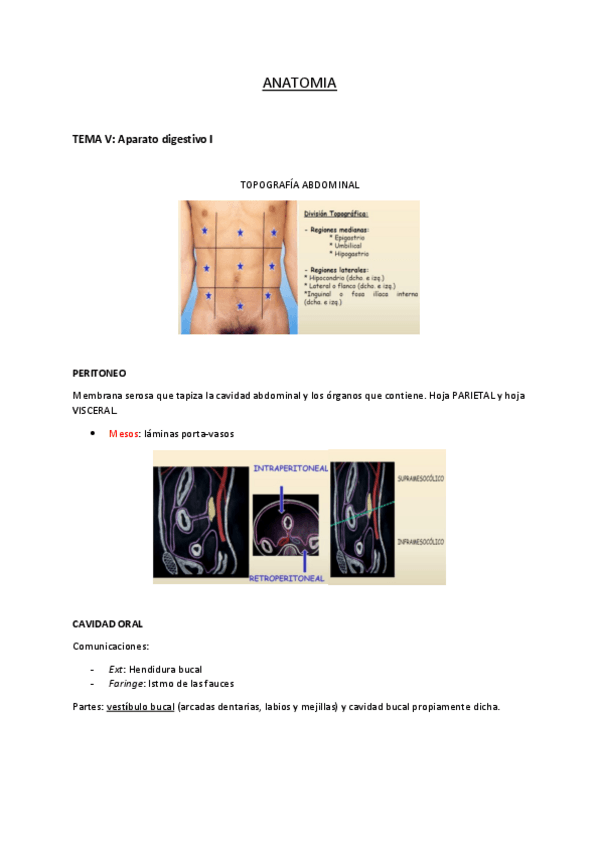 Miniatura del documento APARATO-DIGESTIVO.pdf