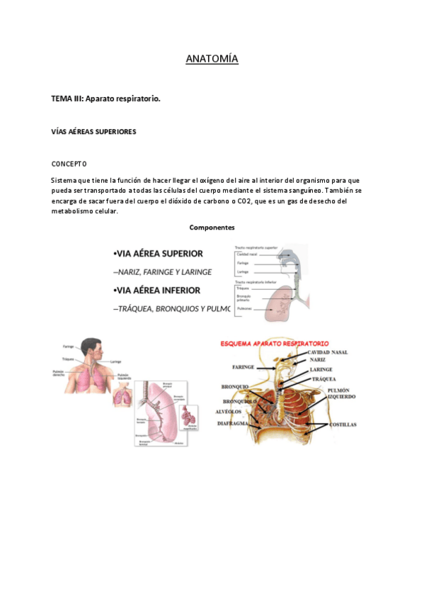 Miniatura del documento APARATO-RESPIRATORIO.pdf