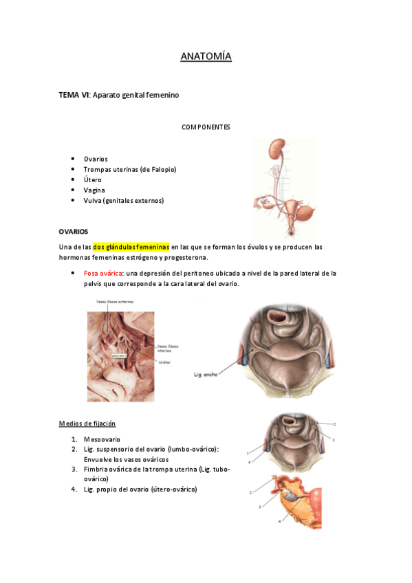 Miniatura del documento APARATO-GENITAL-FEMENINO.pdf