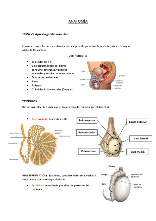 Miniatura del documento APARATO-GENITAL-MASCULINO.pdf