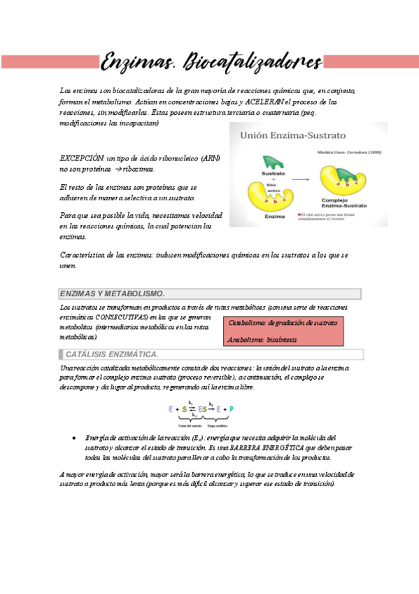 Miniatura del documento Enzimas-y-acidos-nucleicos-2o-bach.pdf