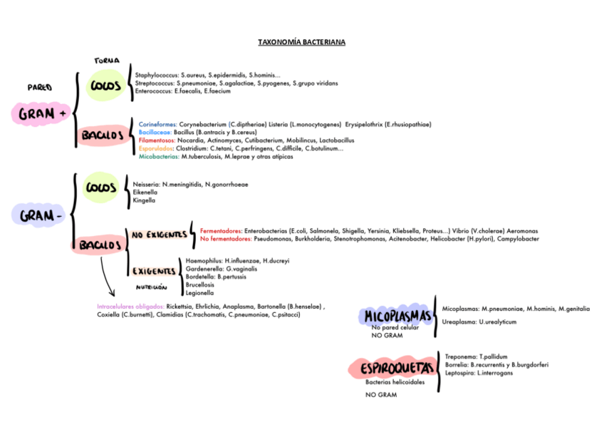 Miniatura del documento tablas-bacterias-completas.pdf