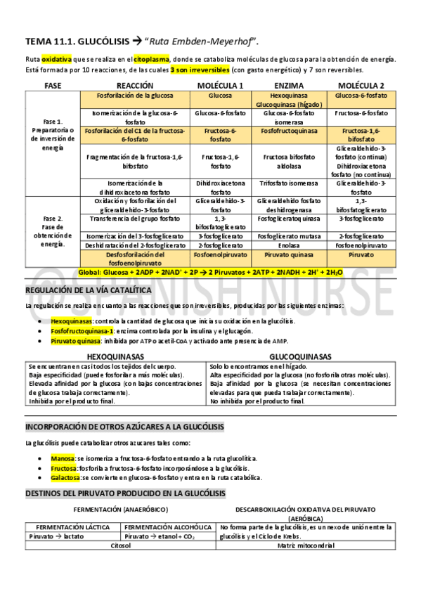 Miniatura del documento Tema-11.1.-Glucolisis.pdf